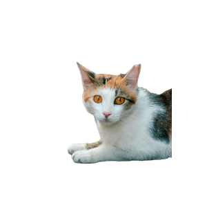 Adorable Calico Cat With Bright Eyes Resting Comfortably Outdoors. 16130 - Cat PNG image with transparent background